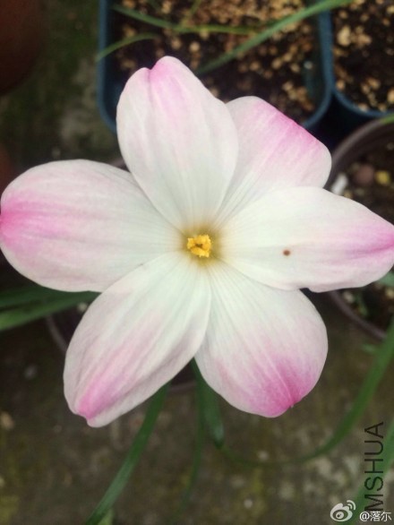 Z.lily Pies.JPG