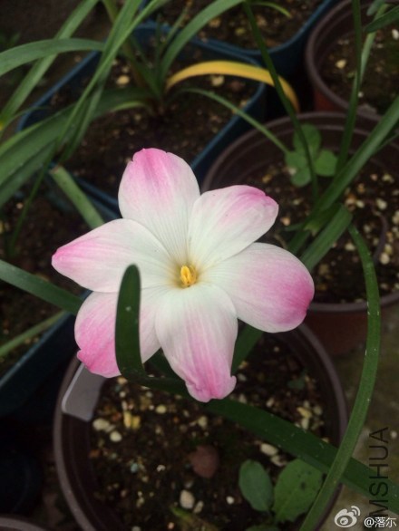 Z.lily Pies2.JPG