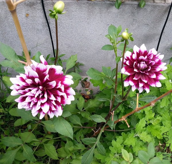 �������� Mystery Day20140623.jpg