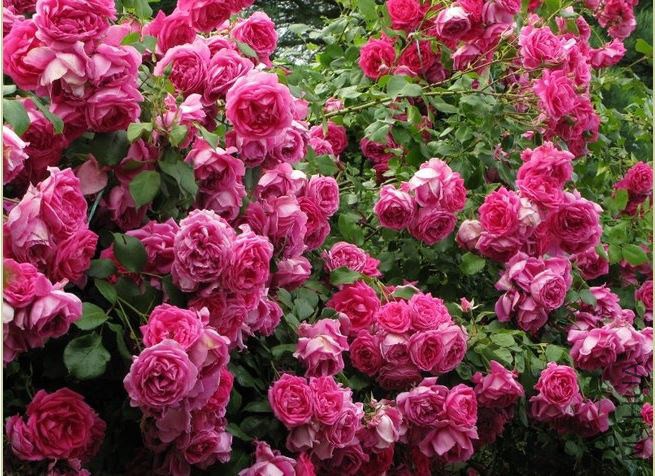 parade.JPG