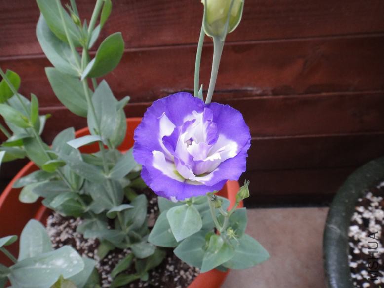 DSC08700.JPG