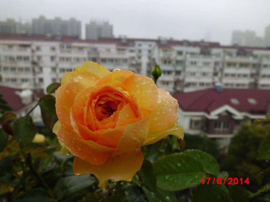 CIMG3264.JPG