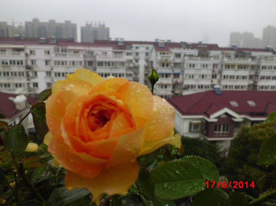 CIMG3266.JPG