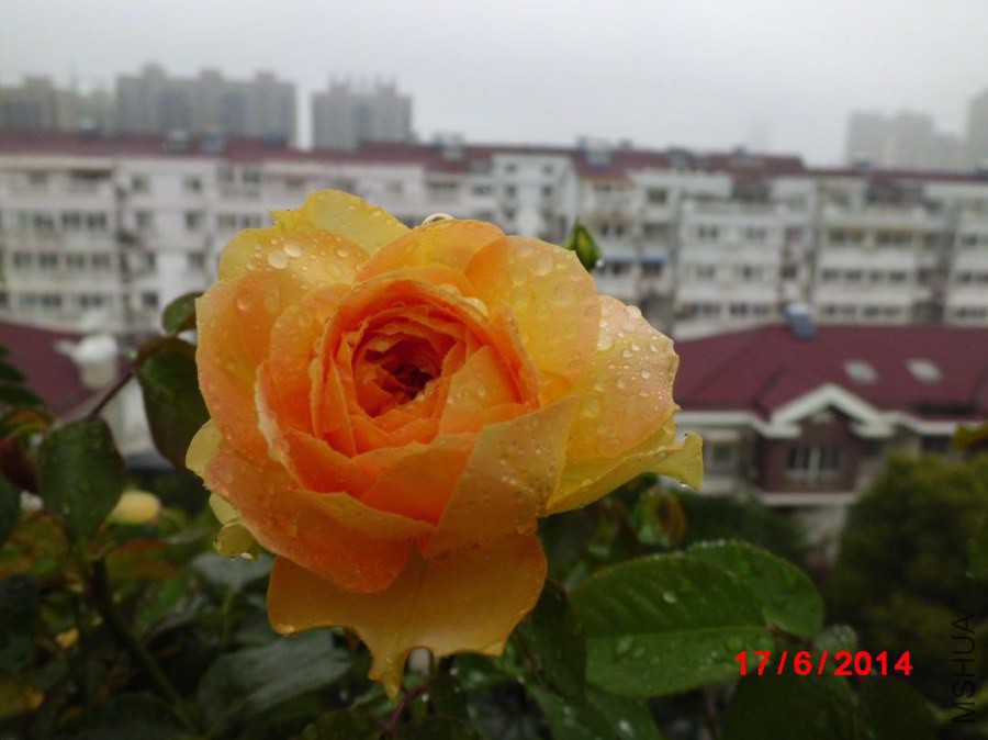 CIMG3268.JPG