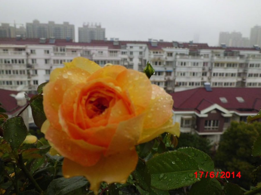 CIMG3269.JPG
