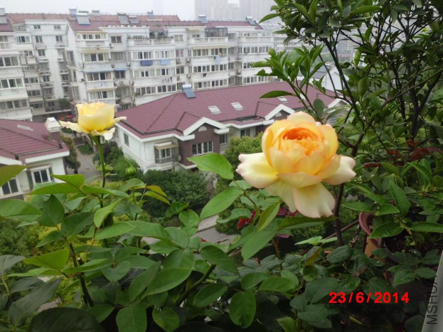 CIMG3287.JPG