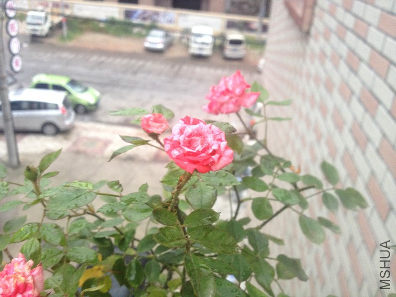 IMG_4817_����.jpg