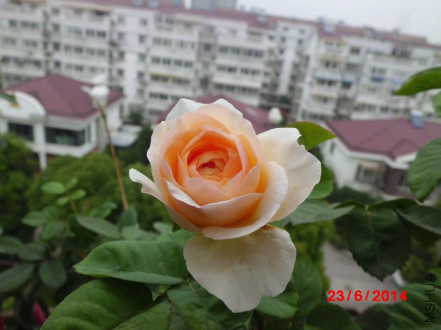С���ĸ���