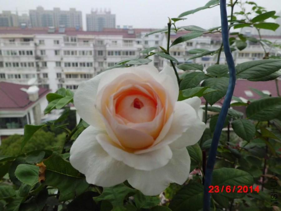 CIMG3282.JPG