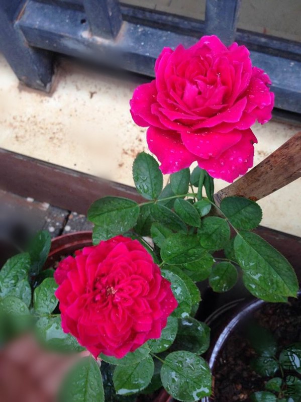 ����һ��Ա�