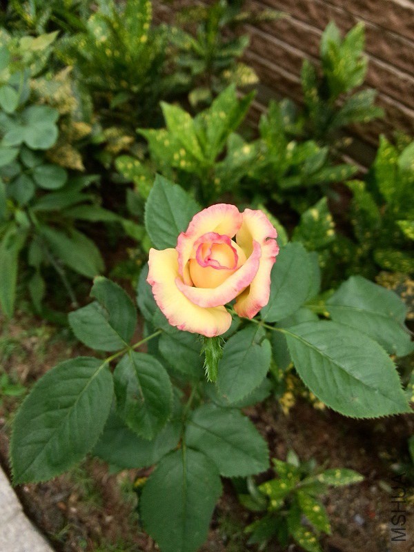 IMG20140622093703.jpg