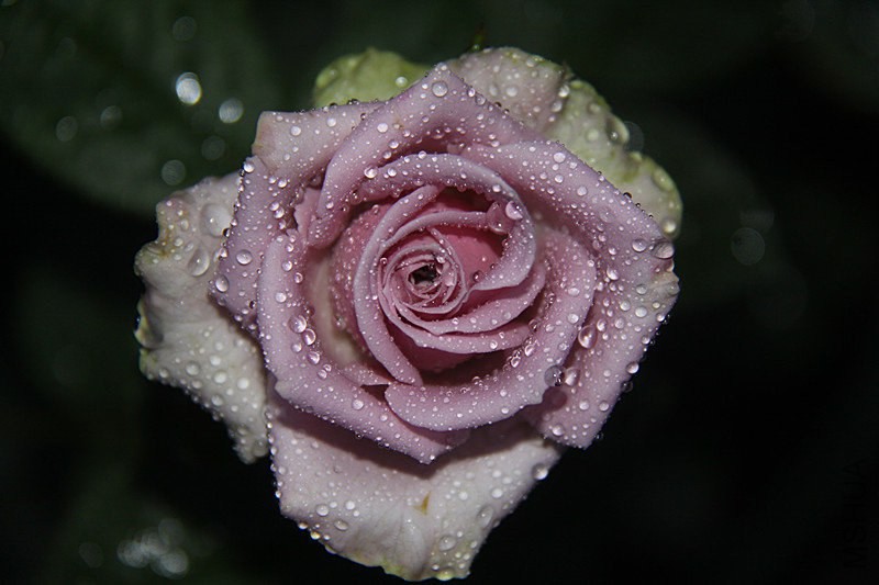psb (3).jpg