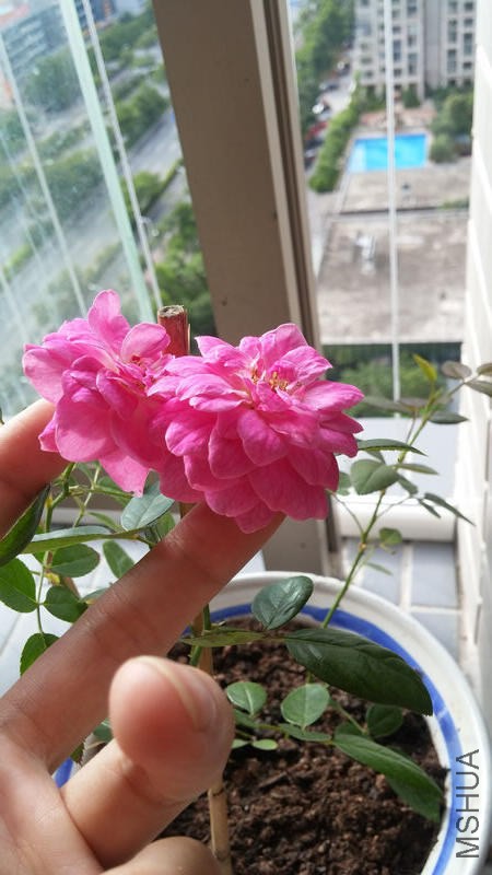 nEO_IMG_20140620_075315.jpg