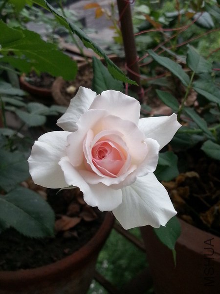 20140624_064953_��С��С.jpg
