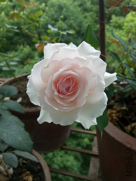 20140624_104535_��С��С.jpg