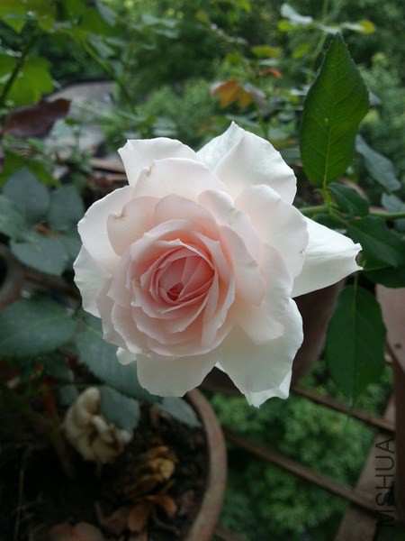 20140624_104706_��С��С.jpg