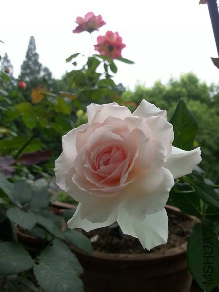 20140624_104734_��С��С.jpg