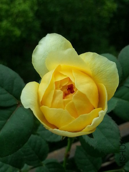 20140624_105122_��С��С.jpg