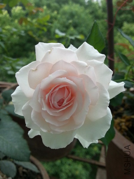 20140624_114652_��С��С.jpg
