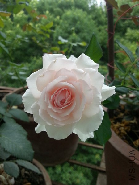 20140624_114658_��С��С.jpg