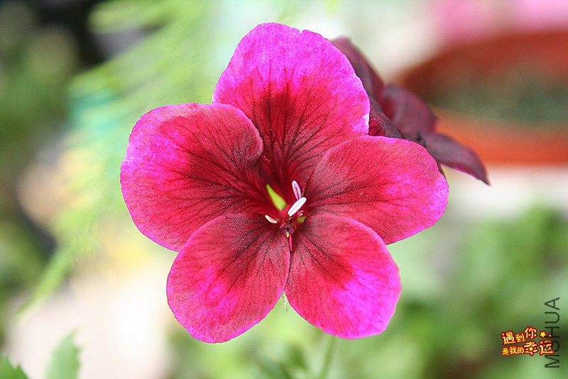 IMG_8196_���� .jpg