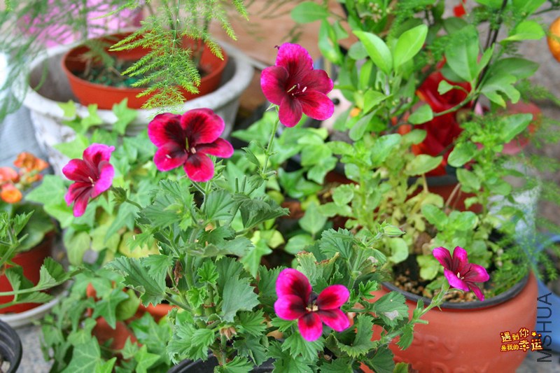 IMG_8195_���� .jpg