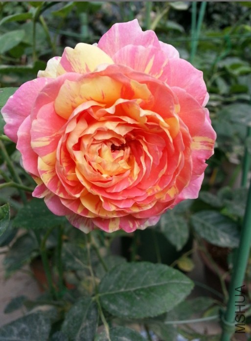 Ī��20140523.jpg