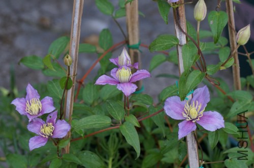 DSC02708.JPG