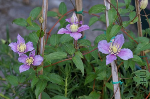 DSC02711.JPG