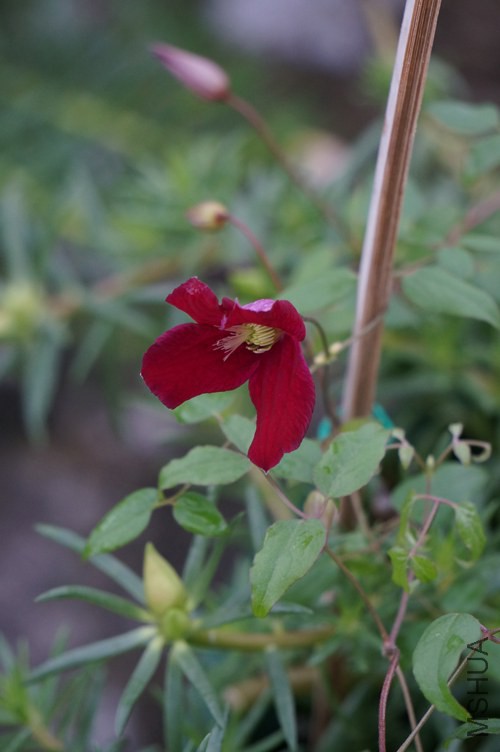 DSC02725.JPG