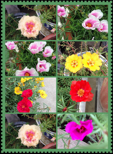 ������С ������С IMG_2698.png