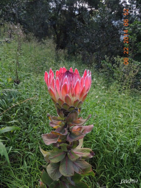 protea eximia