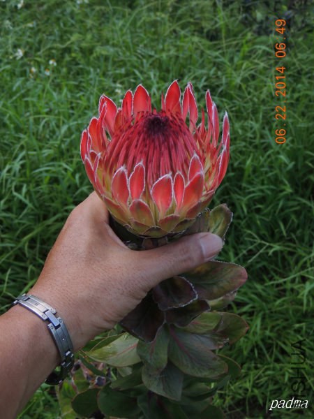 protea eximia