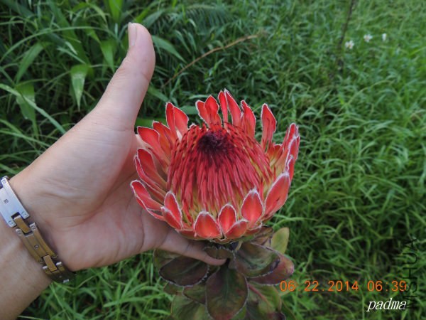 protea eximia