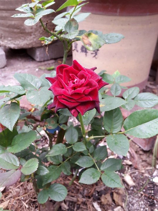 20140625_114916_��С��С.jpg