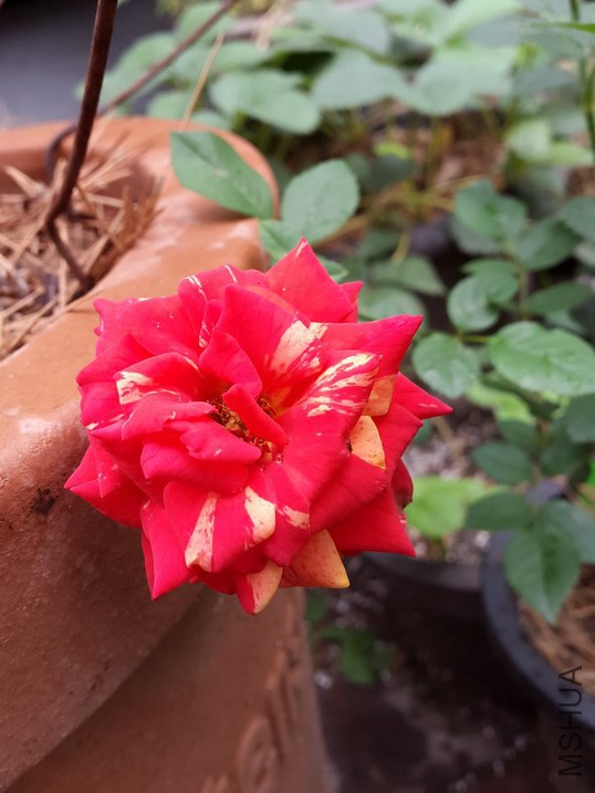 20140625_115007_��С��С.jpg