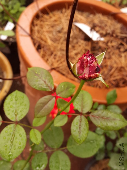 20140625_123503_��С��С.jpg