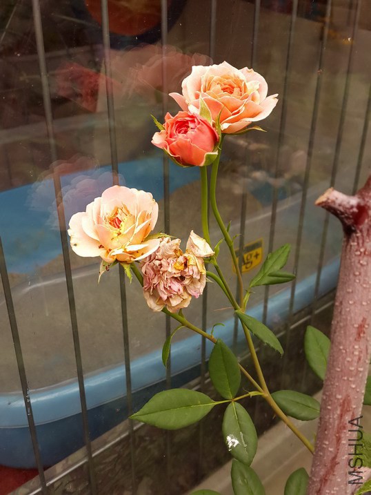 20140625_123524_��С��С.jpg