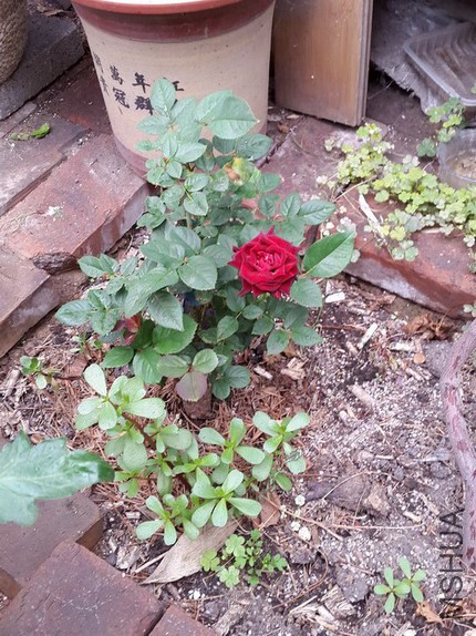 20140625_114928_��С��С_��С��С.jpg