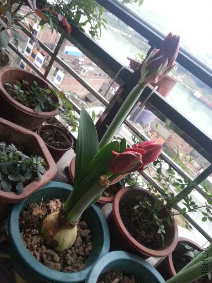 ing�ĺ���ܽ����ֱ��29.3cm