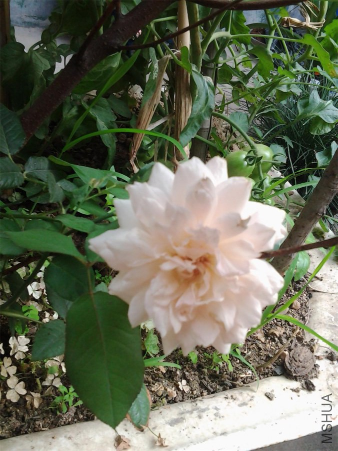 20140624_074104.jpg