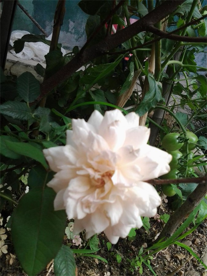 20140624_074137.jpg