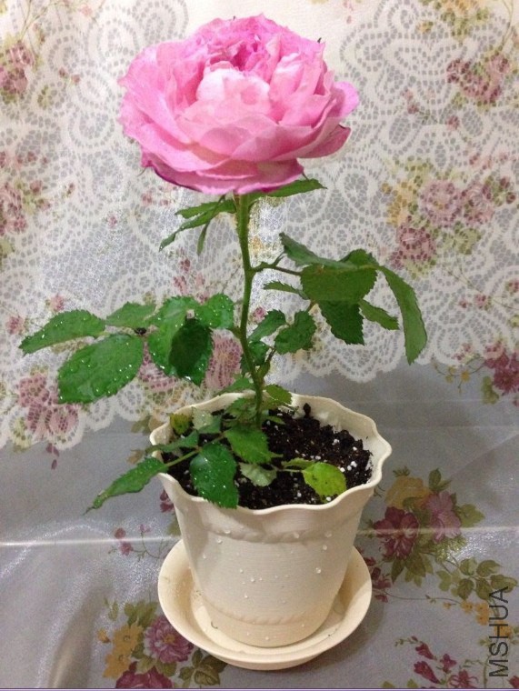 QQͼƬ20140626103409.jpg