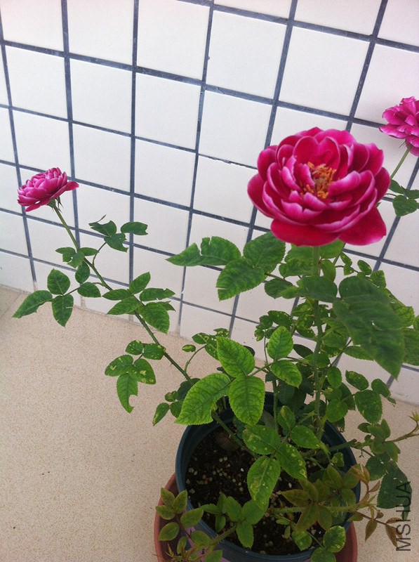 ��Ƭ 009_����_����.jpg