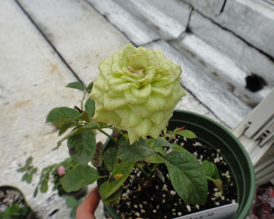 DSC08801.JPG