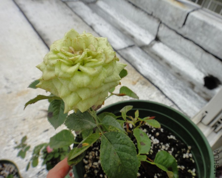 DSC08799.JPG