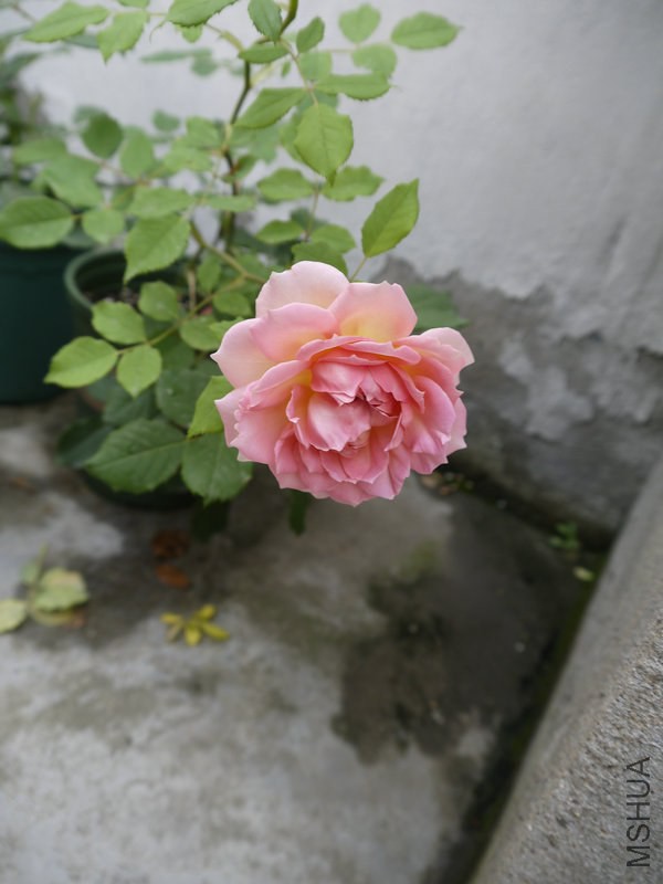 _1040912.JPG
