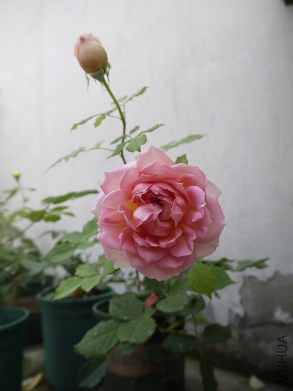 _1040909.JPG