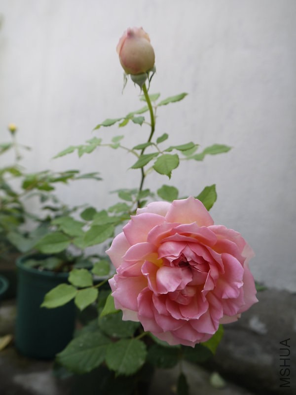 _1040910.JPG