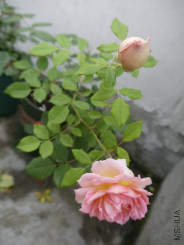 _1040911.JPG